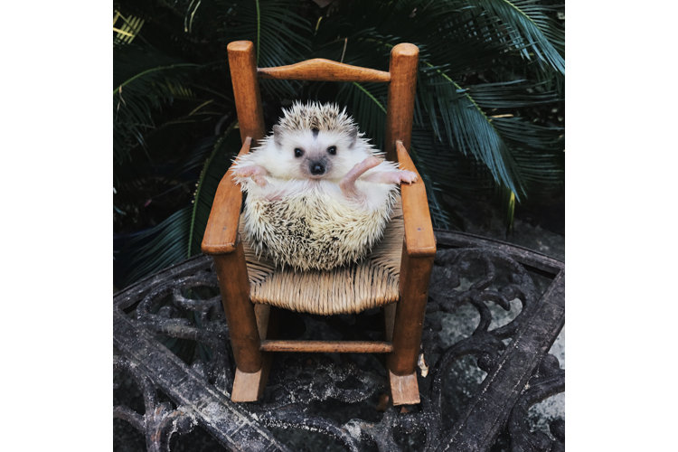 Wayfair Pet Squad! Wayfair